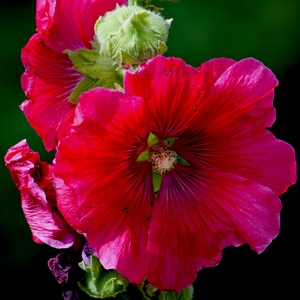 Fleurs de rose trémière - France  - collection de photos clin d'oeil, catégorie plantes